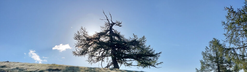 Ein von Wind und Wetter gestalteter Nadelbaum an der Baumgrenze. Die Sonne steht hinter dem Nadelbaum und wirft ihr Licht von einem blauen Himmel durch ihn hindurch. Davor eine grüne Wiese.
